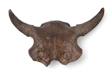 Buffalo Skull