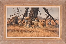 Gary R. Swanson Original Oil Painting of Lions