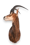 African Sable Taxidermy Shoulder Mount