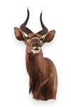 African Nyala Taxidermy Shoulder Mount