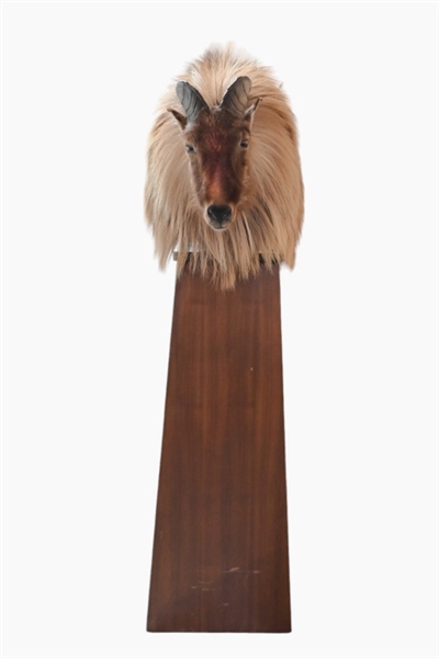 Himalayan Tahr Taxidermy Mount