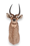 African Waterbuck Taxidermy Shoulder Mount