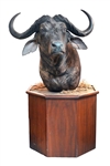 Cape Buffalo Taxidermy Shoulder Mount Custom Stand