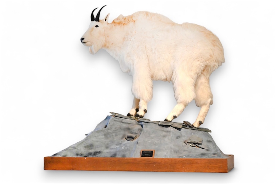 Mountain Goat Custom Full Taxidermy Mount