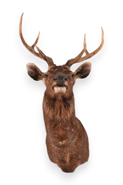 Rare Sambar Deer Taxidermy Shoulder Mount