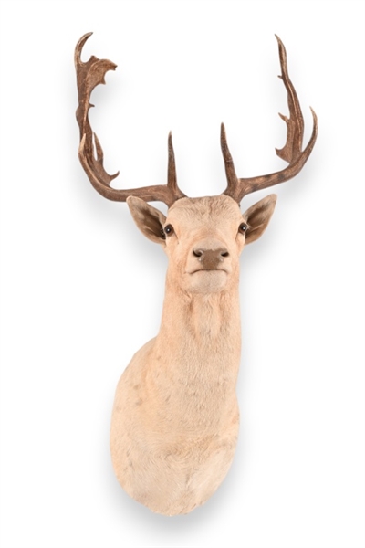 White Fallow Deer Taxidermy Shoulder Mount