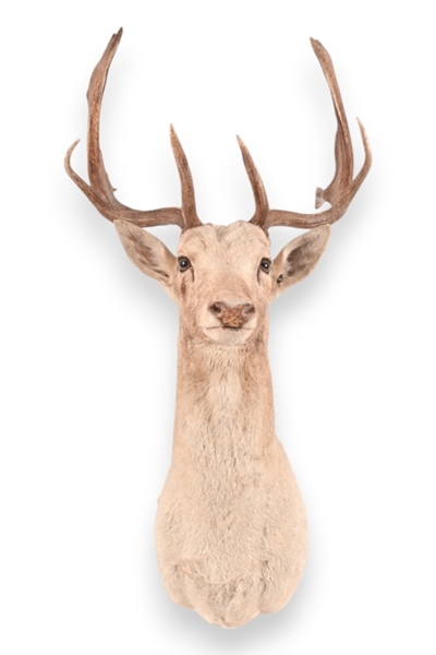 White Fallow Deer Taxidermy Shoulder Mount