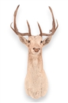 White Fallow Deer Taxidermy Shoulder Mount