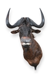 Black Wildebeest Taxidermy Shoulder Mount