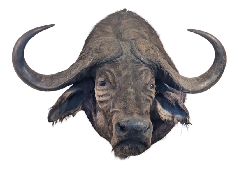 Cape Buffalo Shoulder Mount