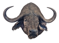 Cape Buffalo Shoulder Mount