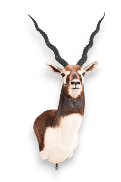 Blackbuck Antelope Taxidermy Mount